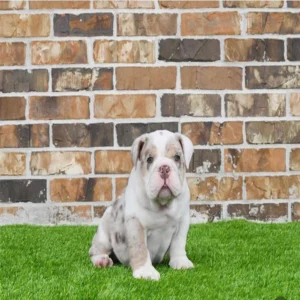 Buster