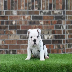 Winston